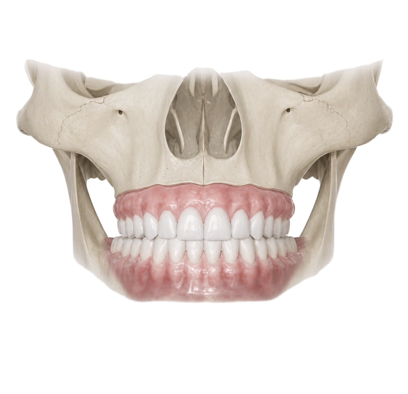 3D illustration of full upper and lower dentures replacing a complete set of natural teeth